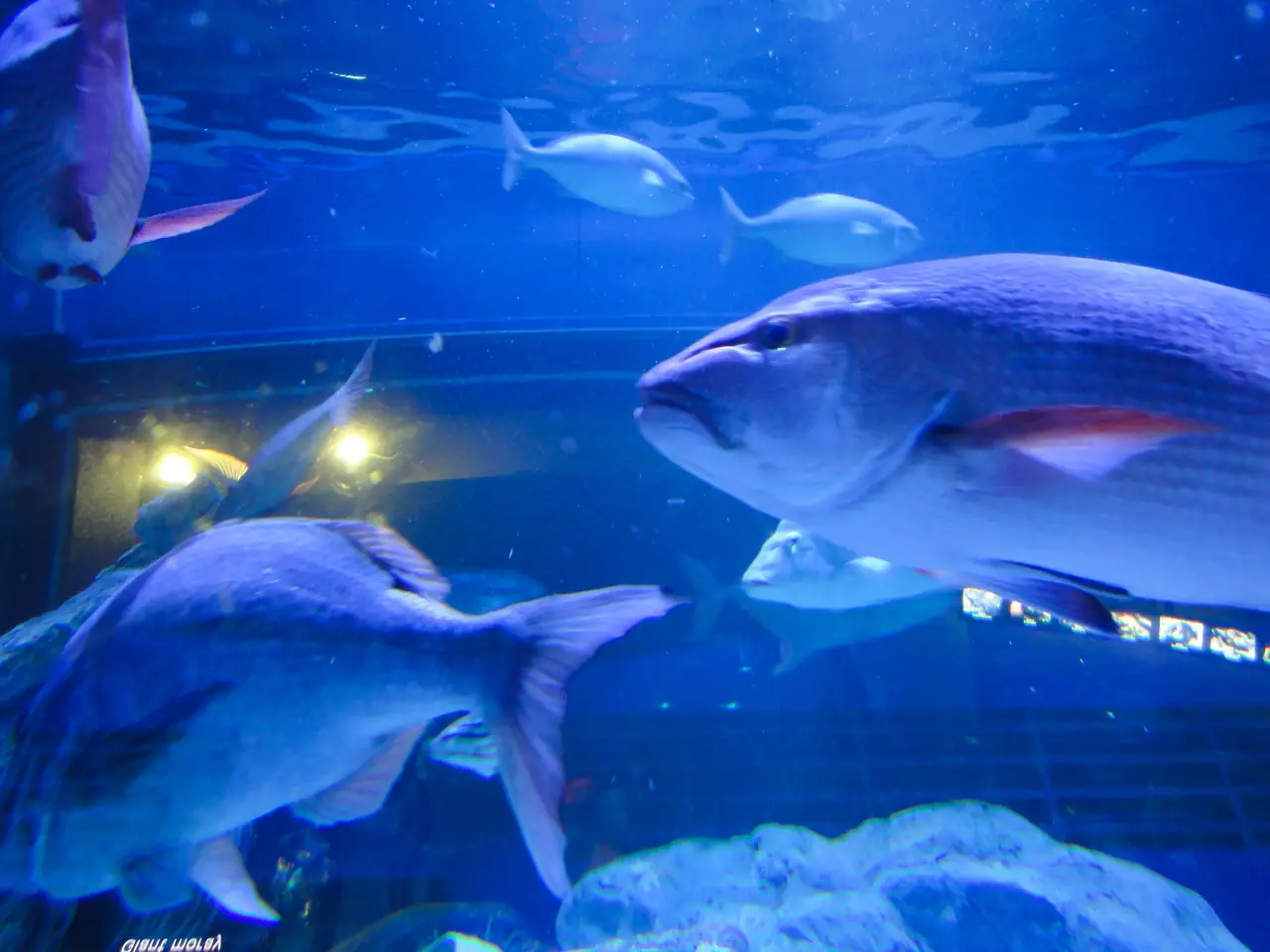 Antalya Aquarium