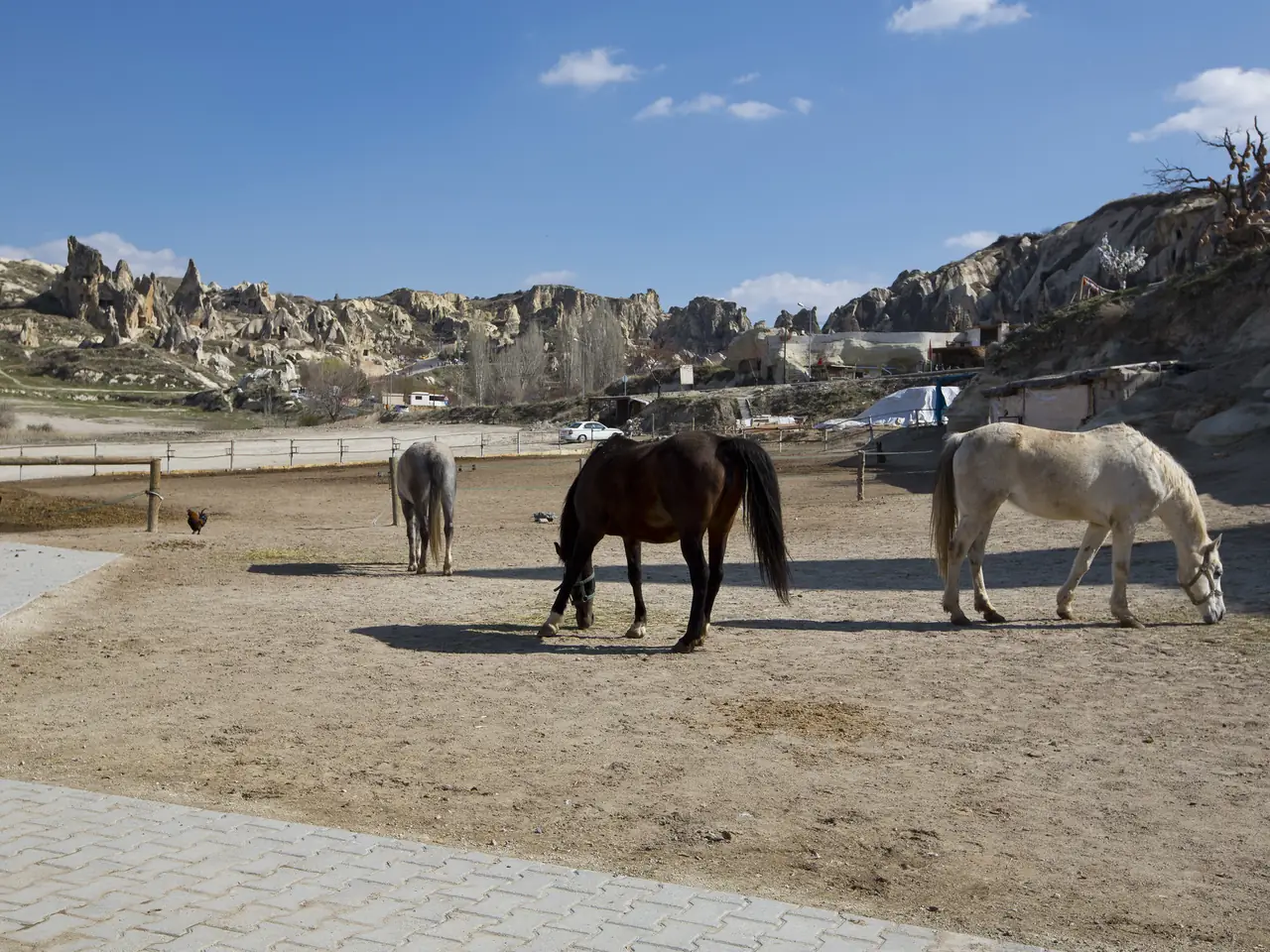 Horseback Riding