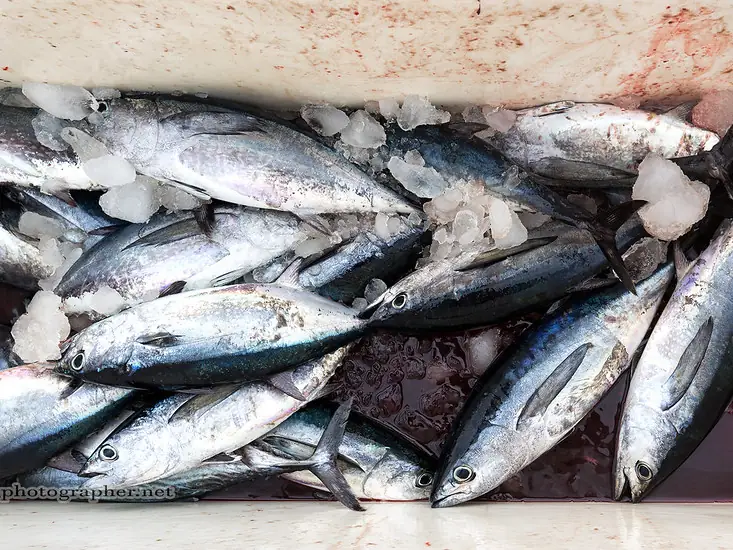Fishing Trip in Marmaris