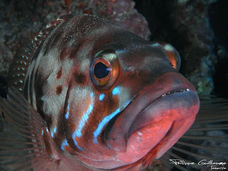 Scuba Diving Day