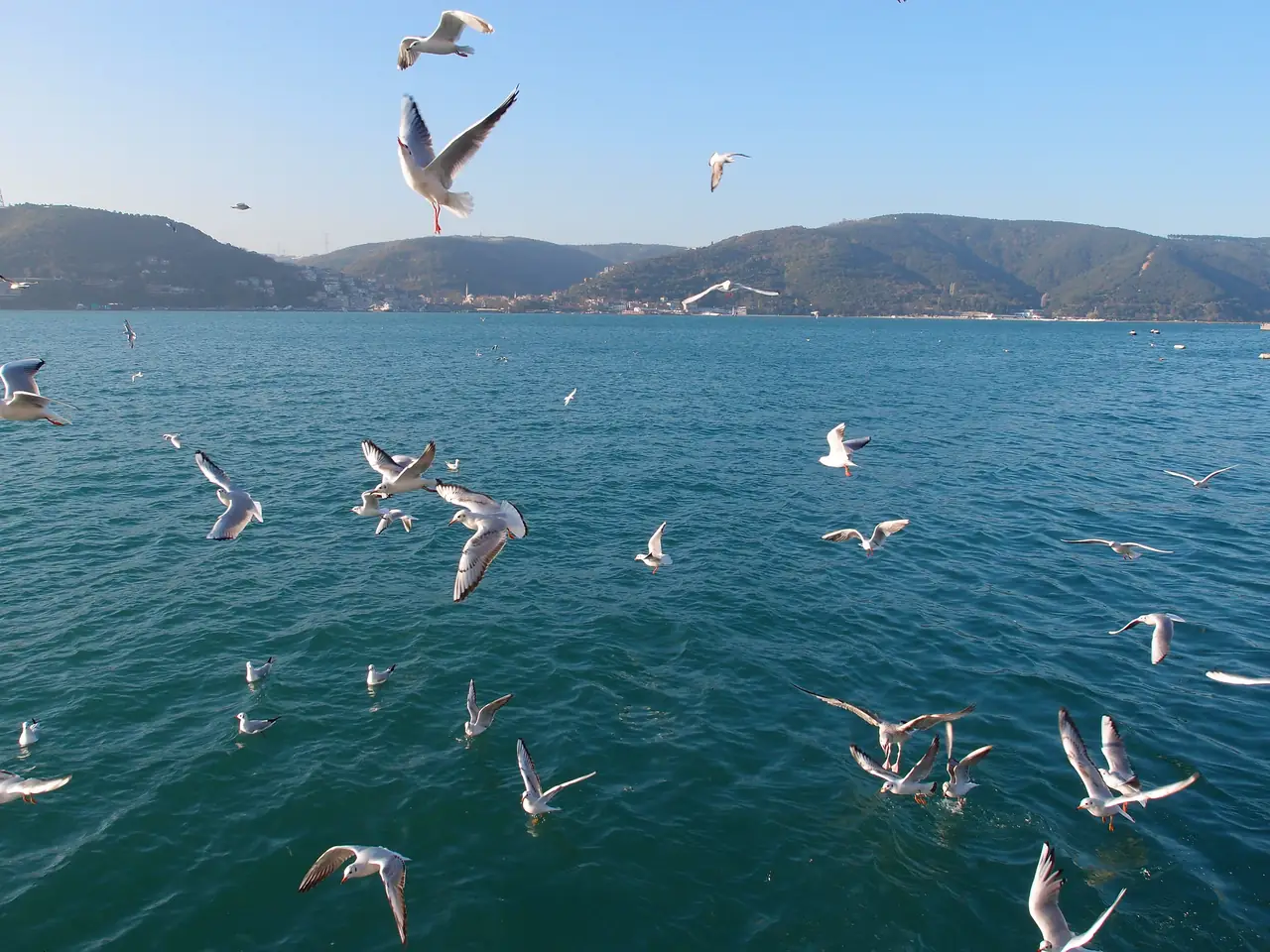 Bosphorus & Black Sea Cruise