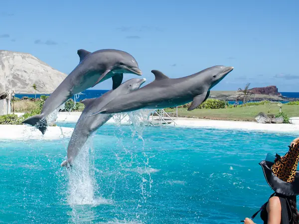 Bodrum Dolphin Show