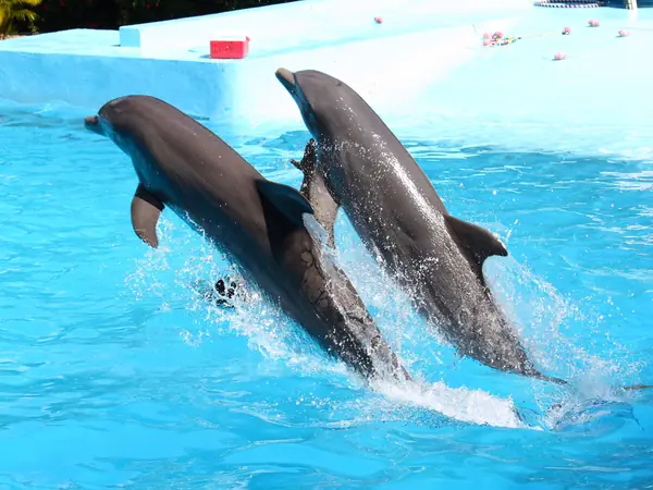 Swimming with Dolphins