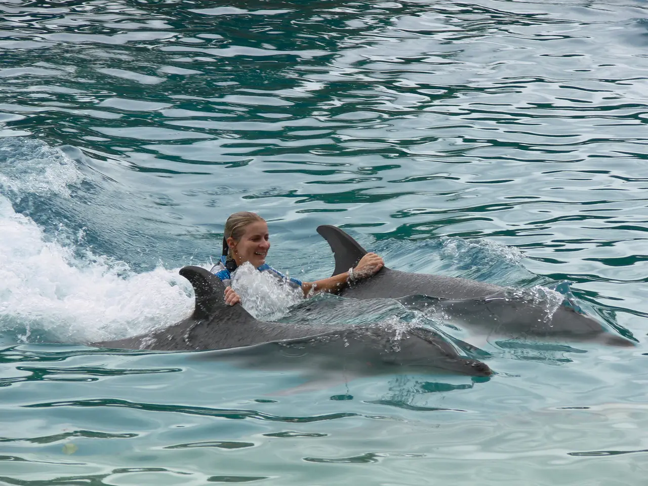 Swimming with Dolphins