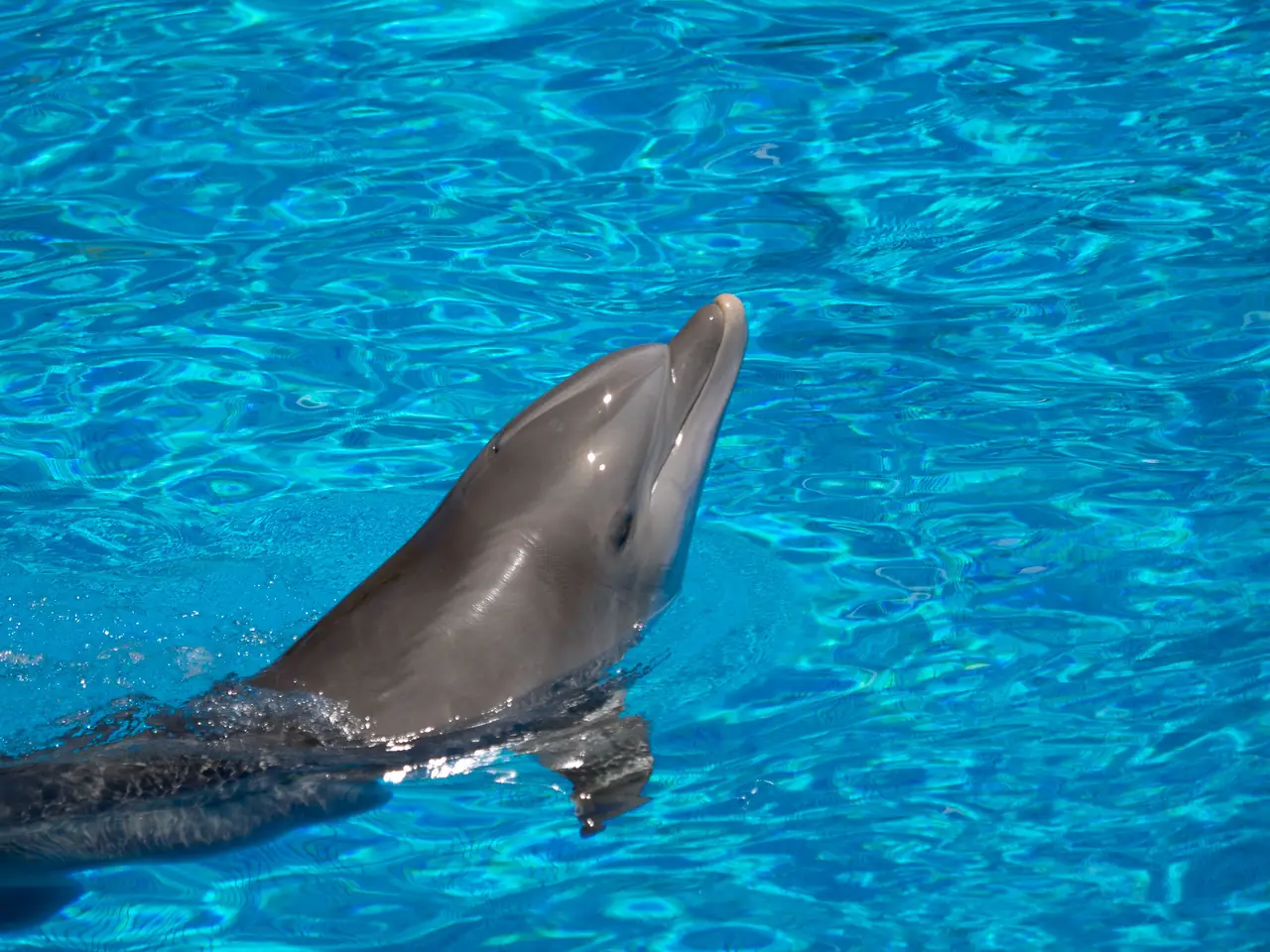 Swimming with Dolphins