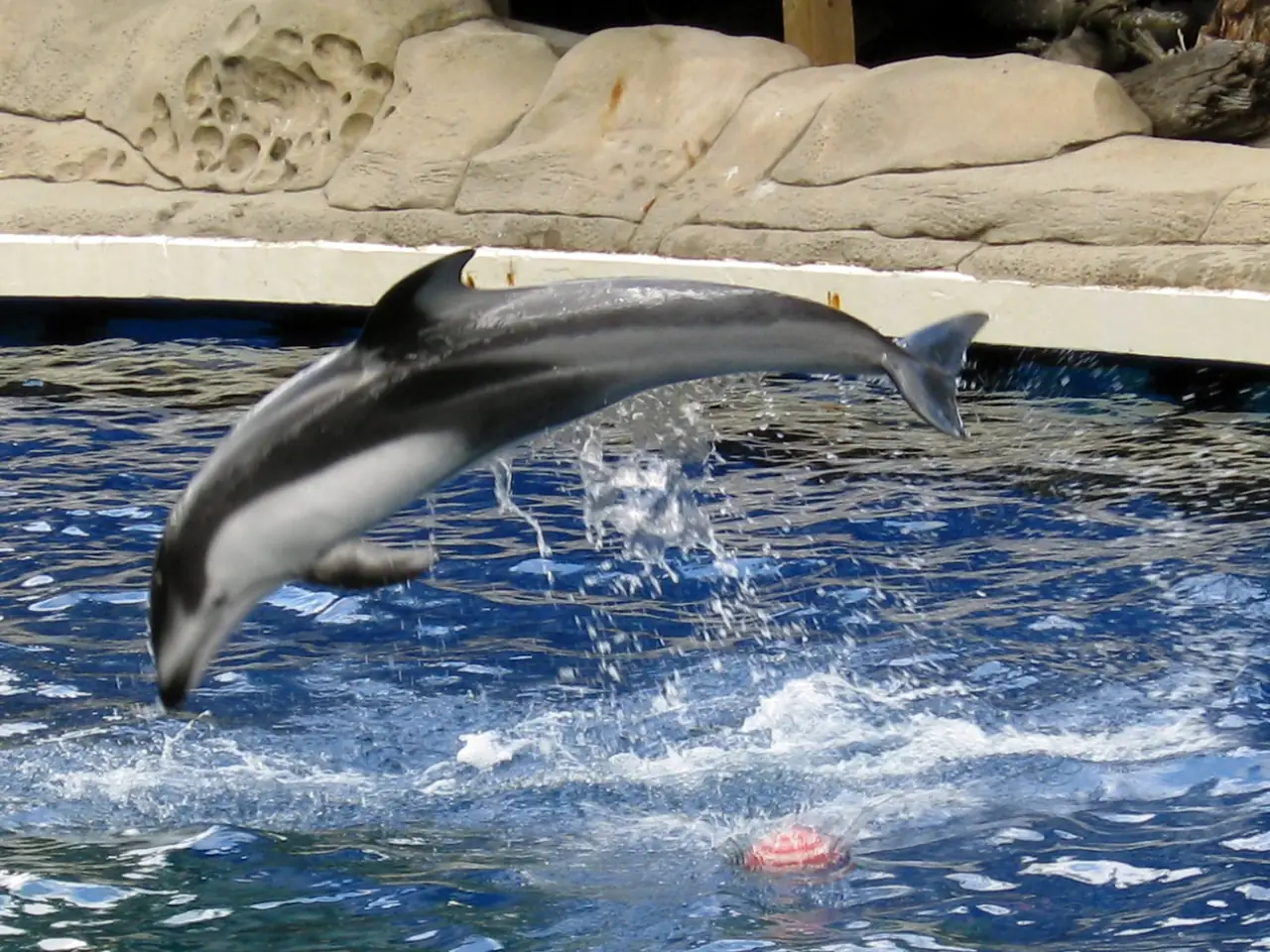 Swimming with Dolphins
