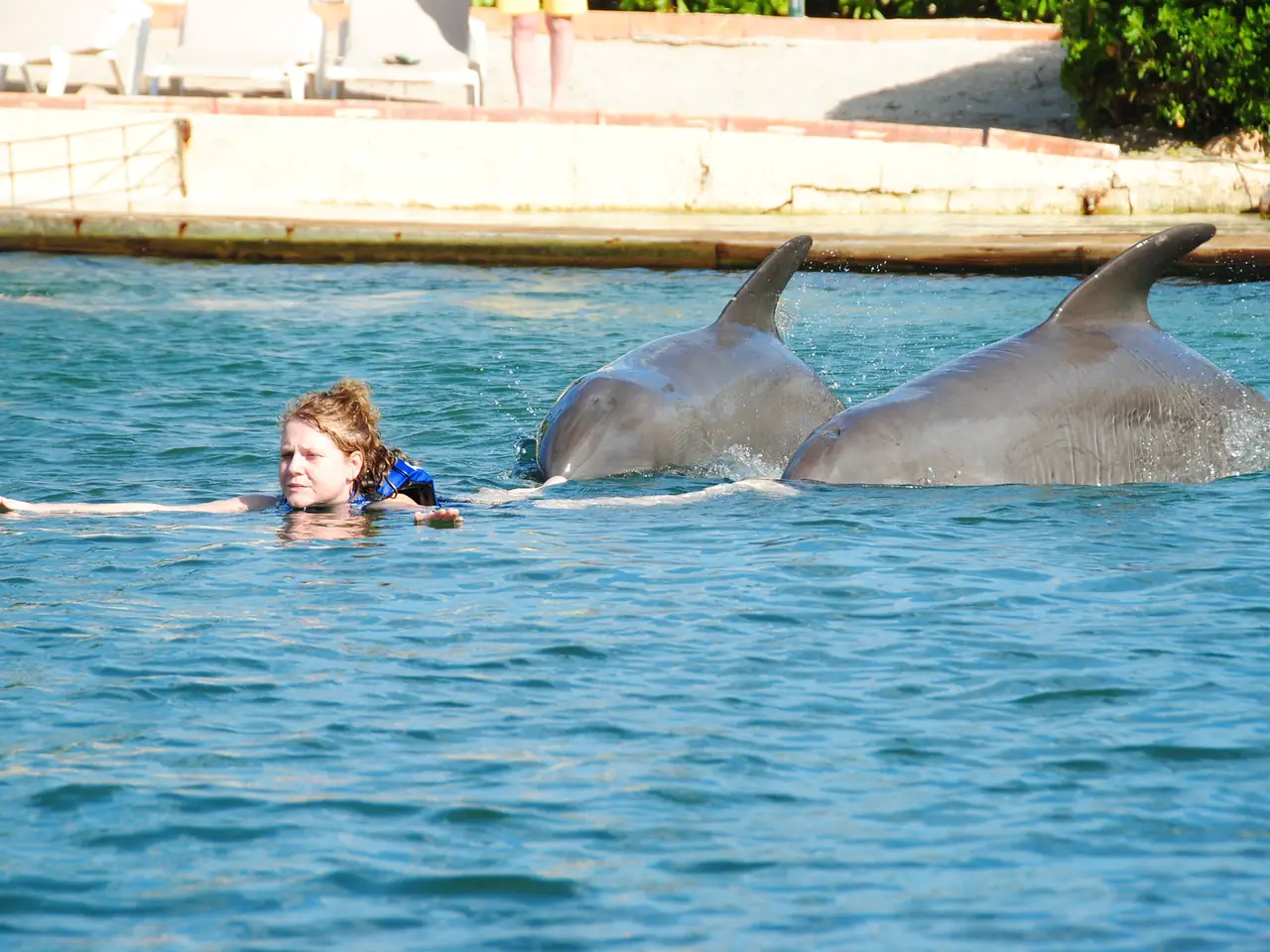 Swimming with Dolphins