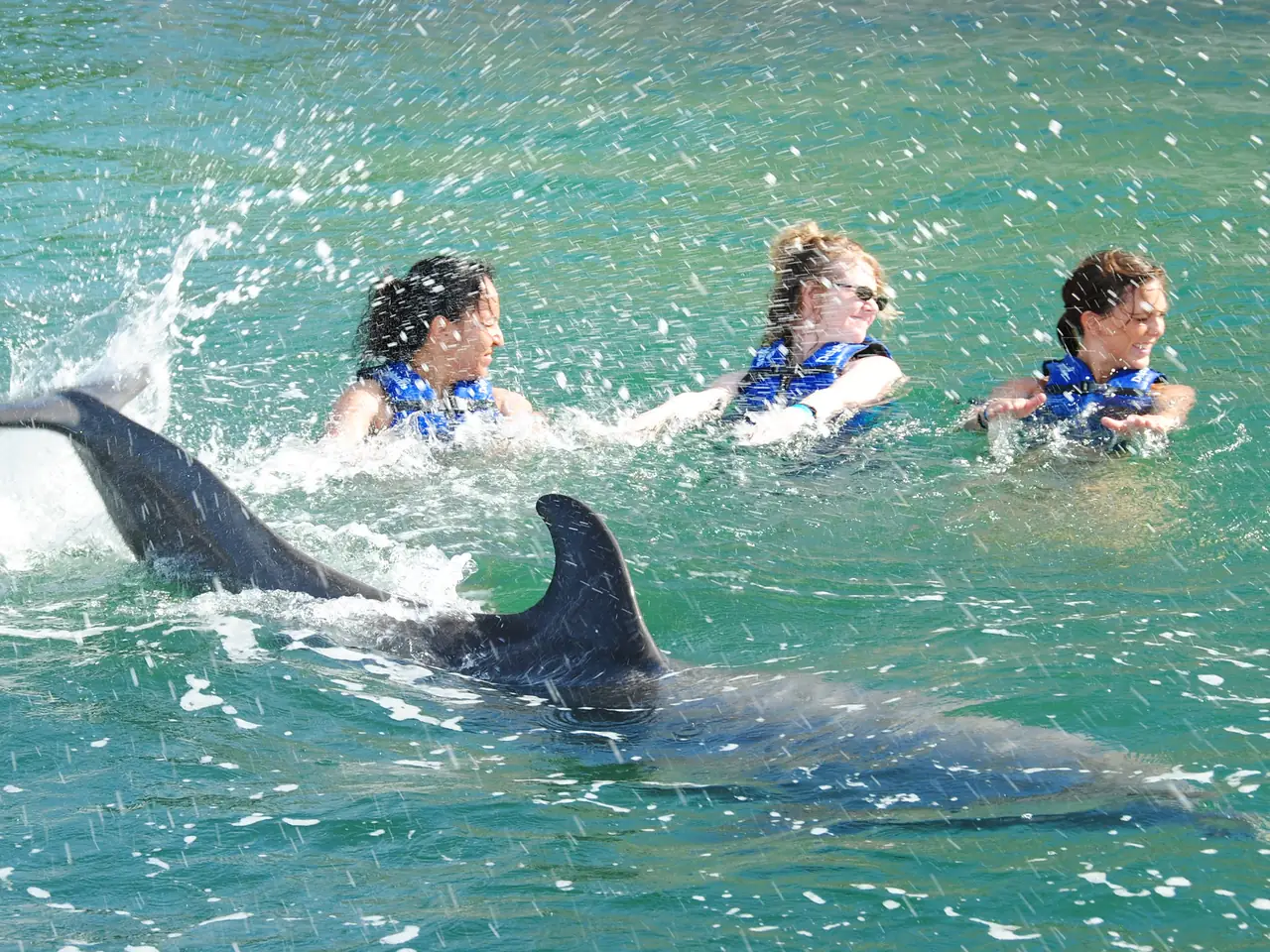 Swimming with Dolphins