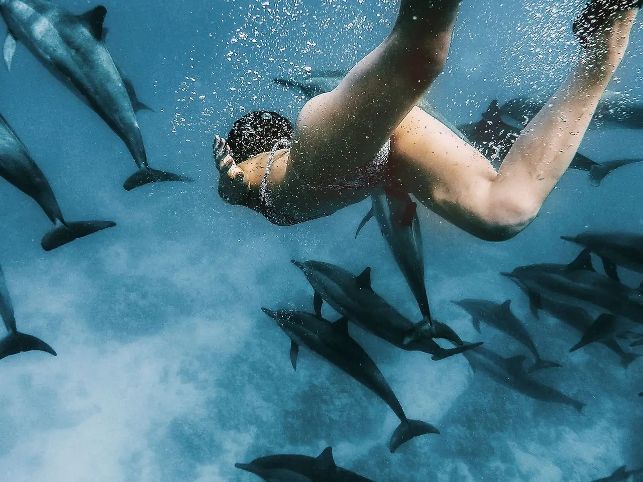 Swimming with Dolphins